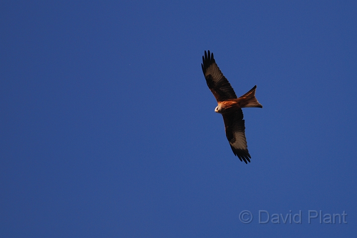 Red kite - E.jpg - Red kite - Oxfordshire